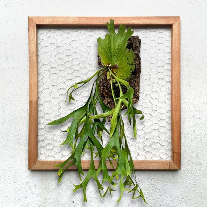 Bingkai Tanduk Rusa, Media Tempel Platycerium Anggrek