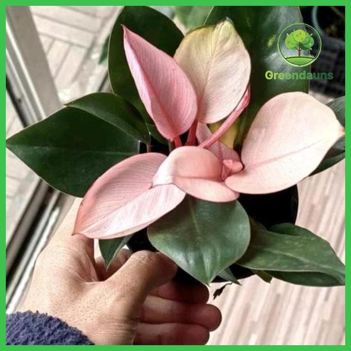TANAMAN HIAS PHILODENDRON PINK CONGO. TAMAN TANAMANA BIBIT PEKARANGAN HIASAN BUAH BUNGA