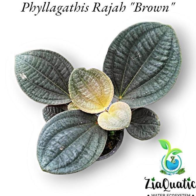 TERLARIS Phyllagathis Rajah "Brown" - Taan s Paludarium Terrarium Jungle READY STOCK