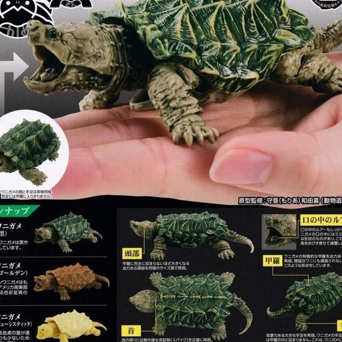 Kame Wanigame Alligator Turtle Dangomushi Gashapon Bandai Dango Mushi