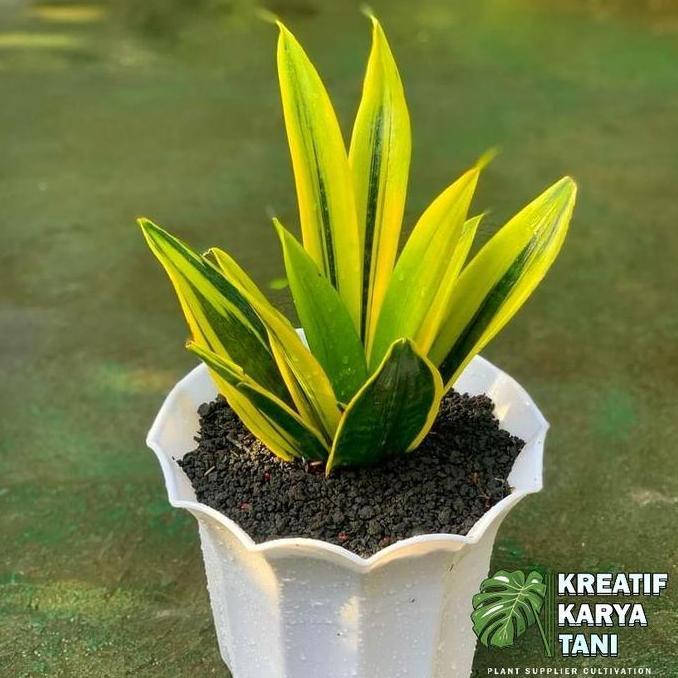 Plnt- Tanaman Hias Sansivera Gold Flame - Sansivera Golden Flame - Sansivera