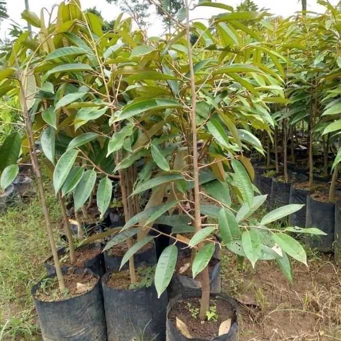 GS Bibit Tanaman Buah Durian Montong Hasil Cangkok -B HALAL