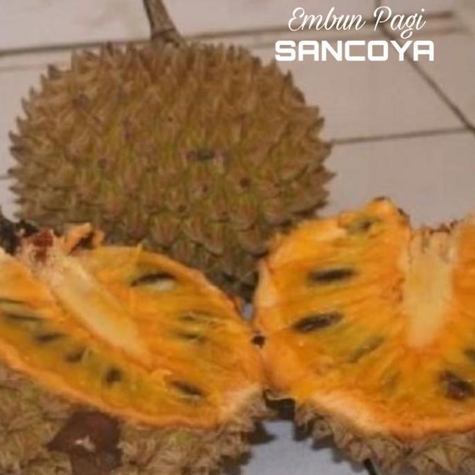 Bibit Pohon Buah Srikaya Durian Sancoya langka TBBL11 HALAL
