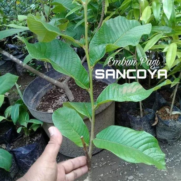 Bibit Pohon Buah Srikaya Durian Sancoya Langka TBBL15 fres HALAL