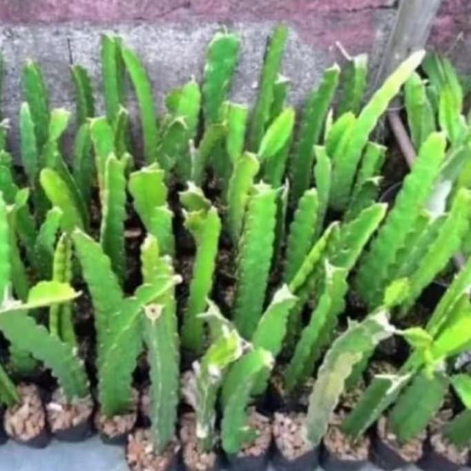 POHON Bibit pohon buah naga - Buah naga merah - pohon buah naga-dragon JAMIN HALAL