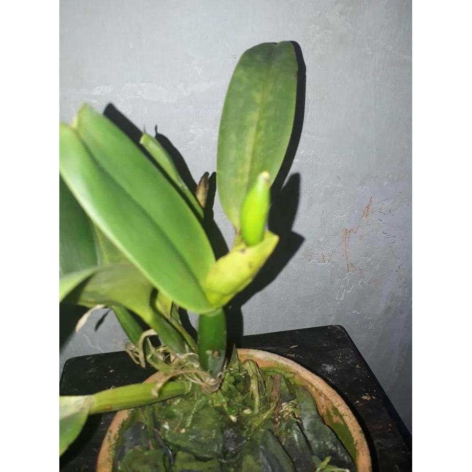 Cattleya Blc Tainan Gold