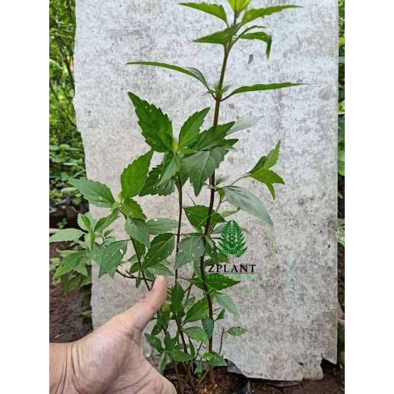 Tanaman Kumis Kucing | Tanaman Kumis Kucing Hidup | Tanaman Kumis Kucing Herbal