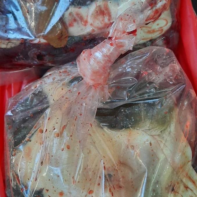 TERBARU - daging labi labi bulus segar1kg