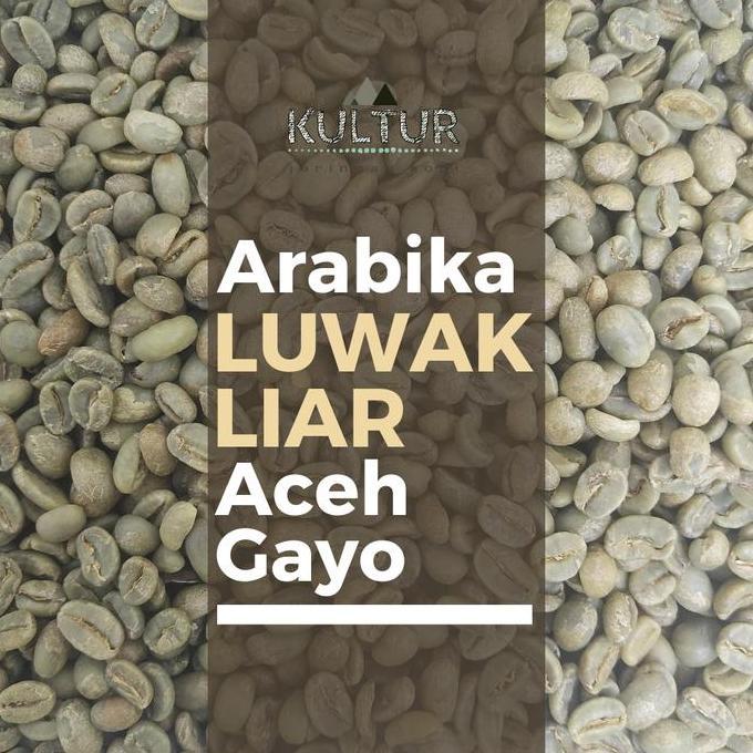 Ready GREEN BEAN ARABIKA LUWAK LIAR ACEH GAYO BIJI KOPI MENTAH