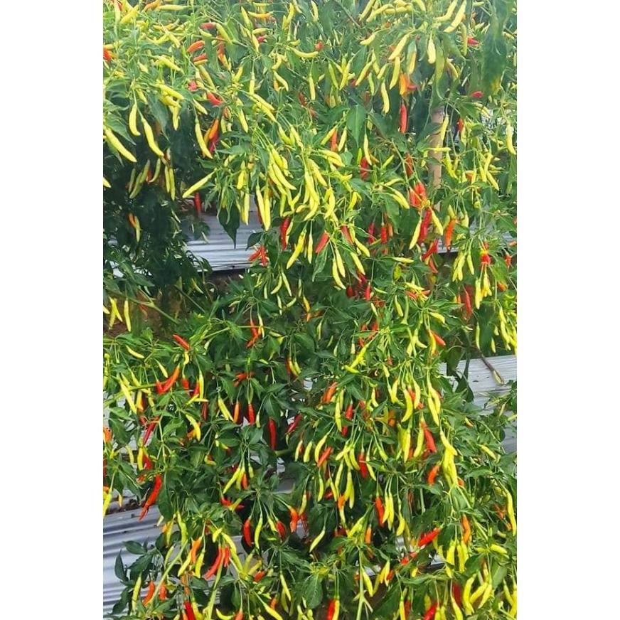 Benih Cabe Lokal Minahasa 13 gram (2000 lebih biji benih) Bonus Panduan Penanaman