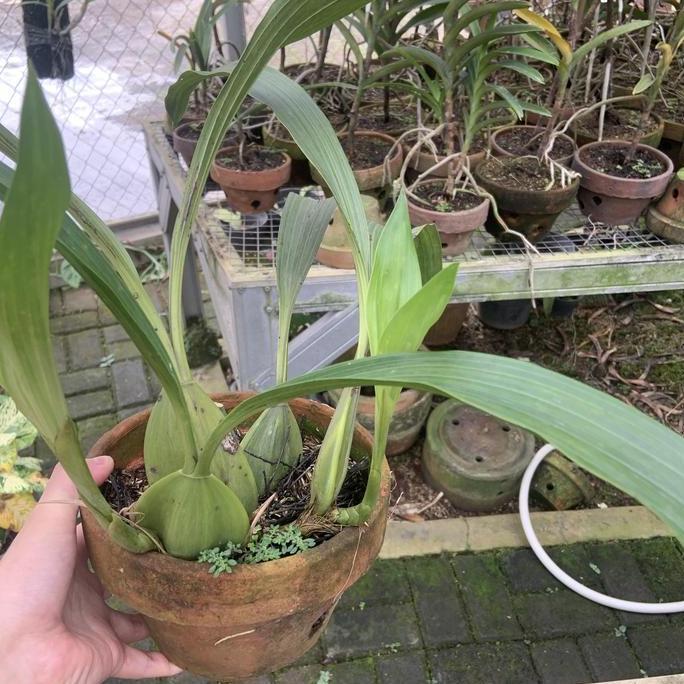 TERBARU Coeligyne Pandurata Anggrek Hitam Papua Dewasa Medium PROMO