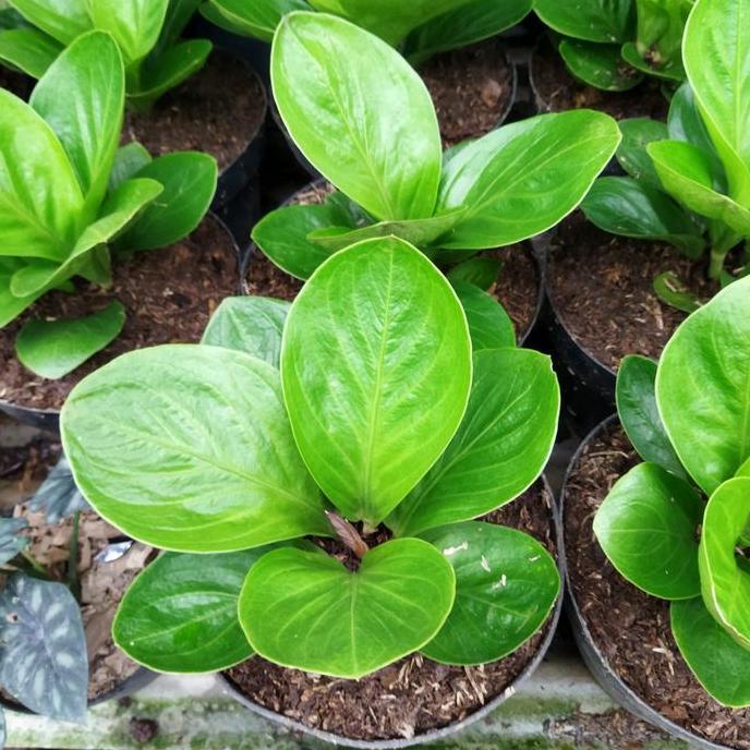 TERBARU tanaman hias anthurium jemani mangkok lady gaga besar BISA GRAB