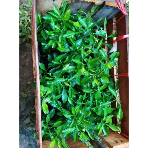 Tuhfah - Bibit Jeruk Jungga Asam Sundai Limau Sundai - Tebus Murah