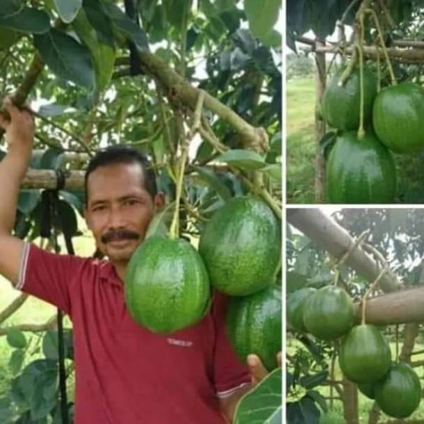 BIBIT ALPUKAT MARKUS JUMBO OKULASI (TERLARIS)