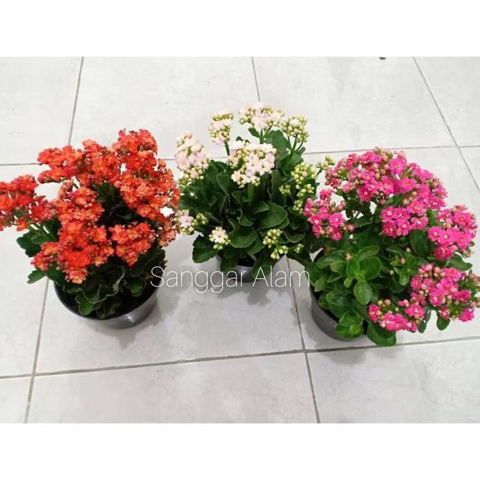 Paket Hemat Tanaman 3 Cocor bebek+pot