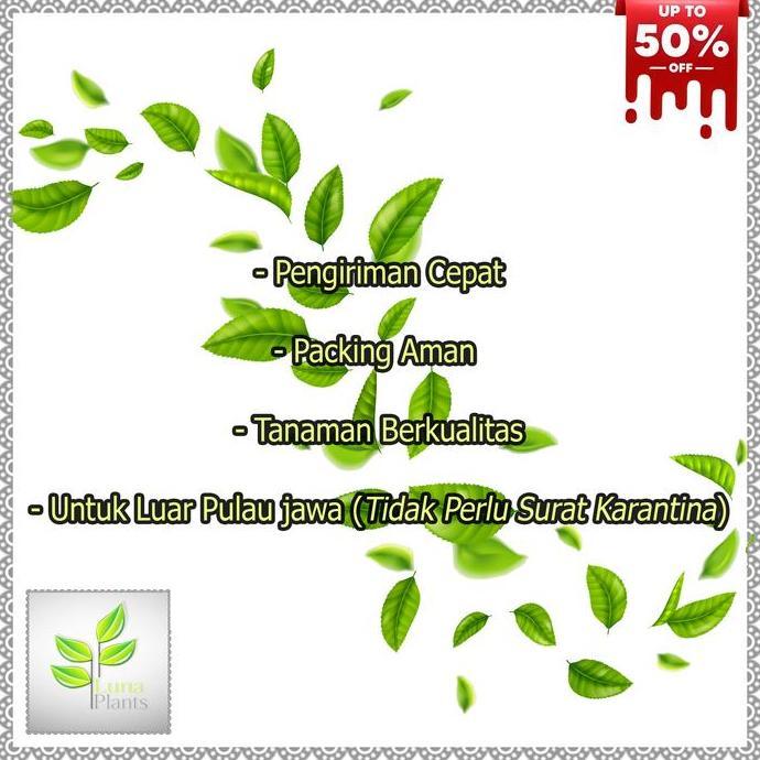 aglonema sultan brunei / tanaman hias aglonema sultan brunei bibit