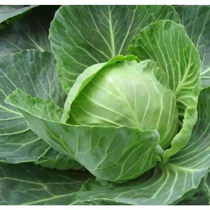 >>>>>] Bisa bayar di tempat - kol kubis hijau 15 biji bibit seed Benih Kol Kubis Hijau F1 Sehati Dat