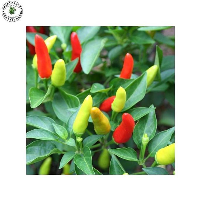 Benih Bibit Cabe Rawit Putih Sona Benih Unggul Jawara - CABE RAWIT PUTIH SONA