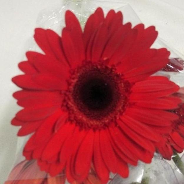 Flowbty- Fresh Cut Gerbera Flower/ Bunga Gerbera Potong Segar Isi 10 Tangkai