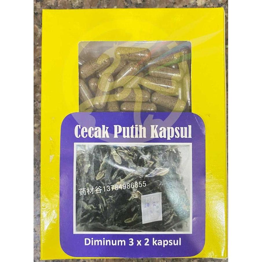 Ready oke] Obat Herbal Cecak Putih Kapsul - Cicak Cecek Cicek Capsule Tumor
