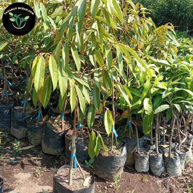 bibit durian musang king kaki 3