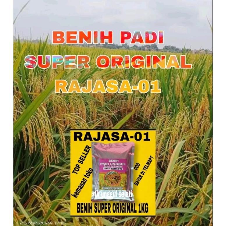 Bisa Cod Benih Padi Rajasa 01 100% Original 1Kg Kemasan Asli Toko >>