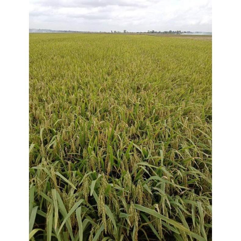 Bisa Cod Padi Unggul 2 Tongkol/Tongkol 2/ Dua Tongkol/Tongkol 2 Super Jumbo Kemasan 1Kg >>