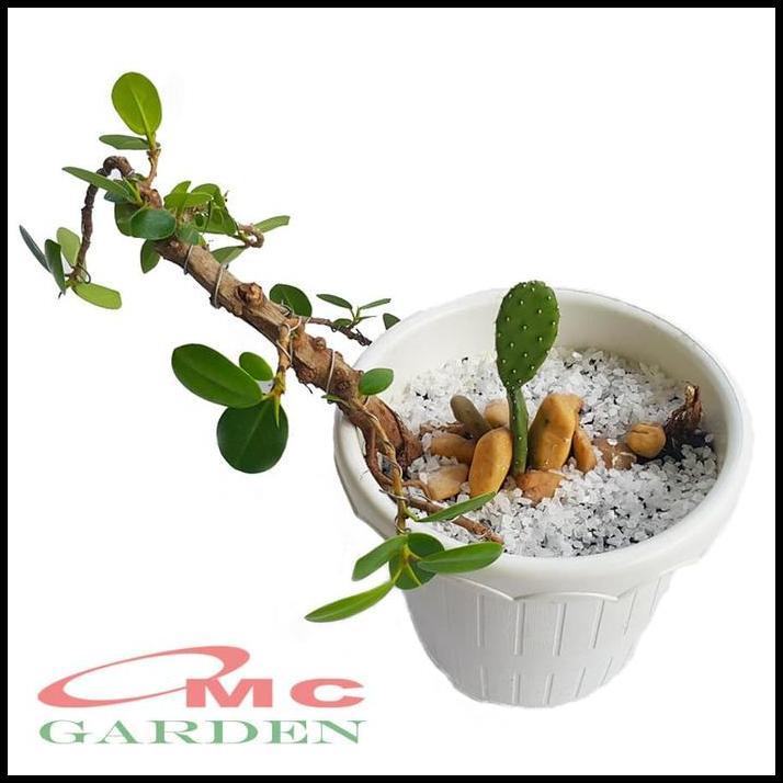TERBARU TANAMAN HIAS POHON BONSAI MAME BERINGIN KOREA DOLAR MINI KAKTUS 