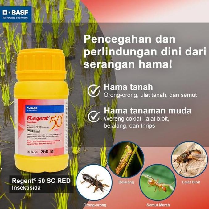 Insektisida Regent 50 Sc Obat Semut Pembasmi Rayap Ulat Obat Semut Regent 50Sc