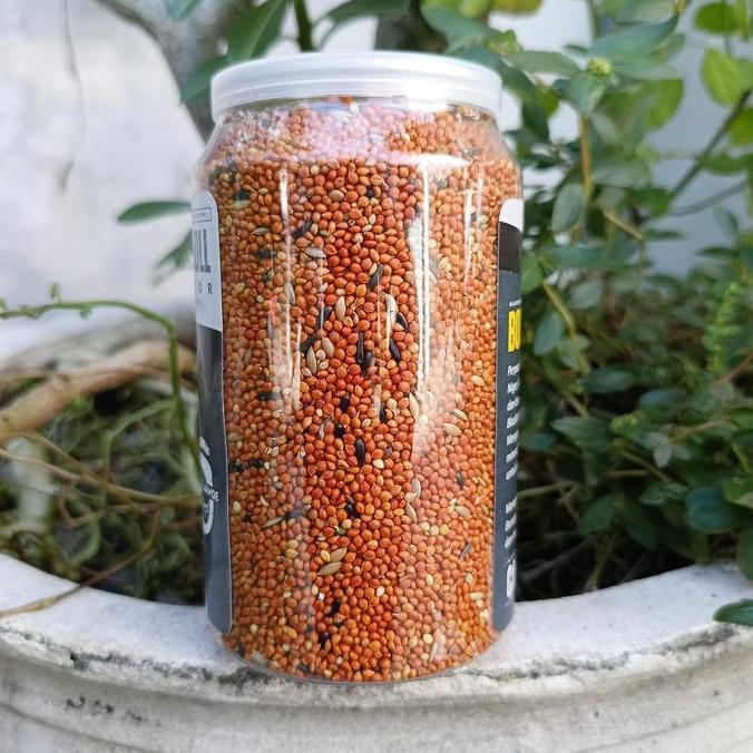 Tqs Bocor Caroll Blackthroat Pakan Burung Blacktrooth Gacor Sanger Macet Langsung Gacor