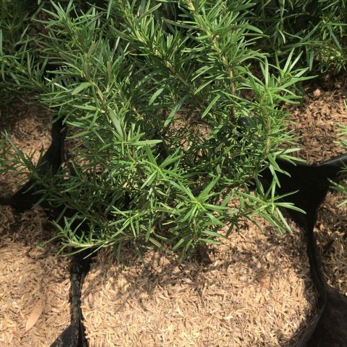 Gardenfil Tanaman Rosemary Rimbun/ Polybag Besar