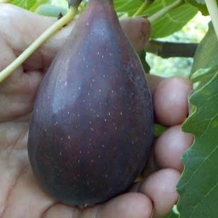 bibit tin/buah tin jenis BLACK MISSION fresh cangkok