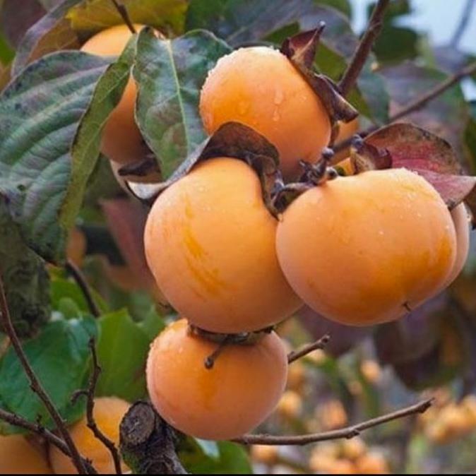 Bibit Buah Kesemek Persimmon Import Zealand