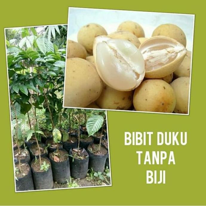 Bibit Tanaman Buah Duku Non Biji-Bibit Pohon Duku Tanpa Biji