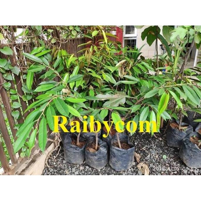 Durian Musang King Asal Bibit TRUBUS Jamin Asli Pohon Buah Musangking