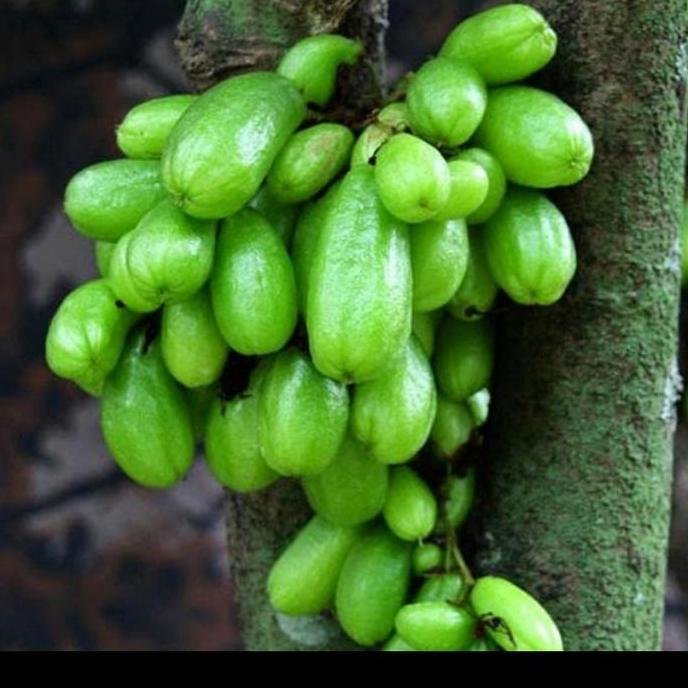 BIBIT TANAMAN BELIMBING WULUH/ TANAMAN BUAH BELIMBING WULUH