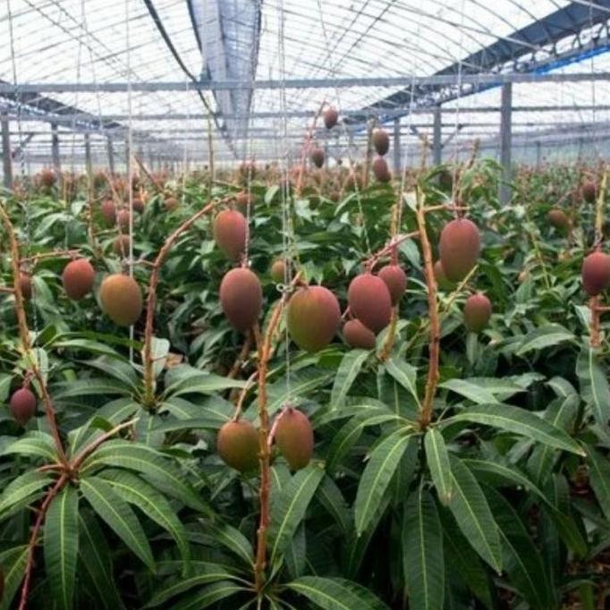 Pohon Mangga Miyaki Berbuah/Bibit Pohon mangga miyaki sudah buah