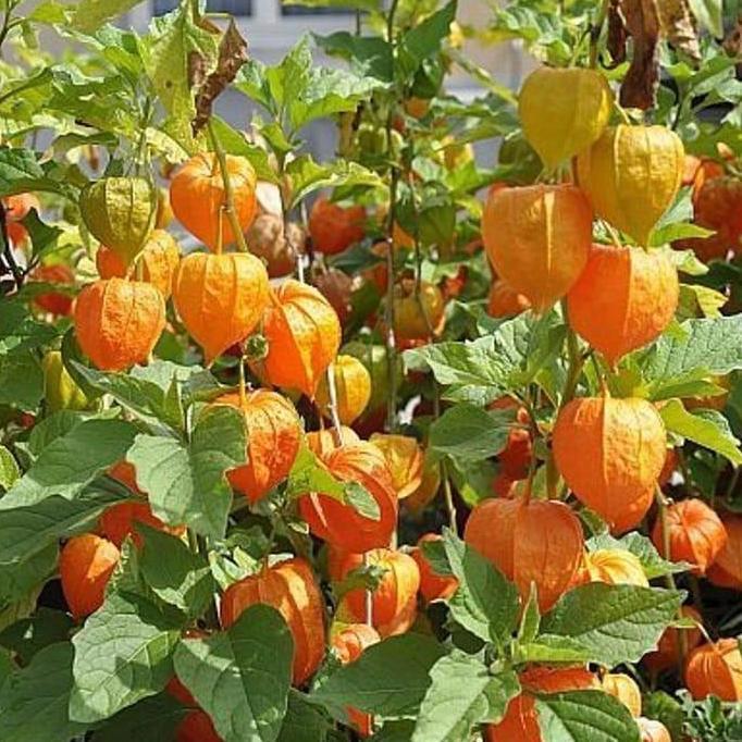 TEERCAYAA SS Bibit Biji Buah Ciplukan Kuning Jumbo - Bibit