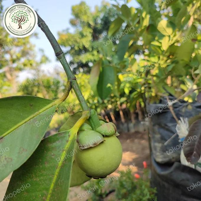 pohon buah manggis kondisi berbuah - bibit tanaman manggis berbuah