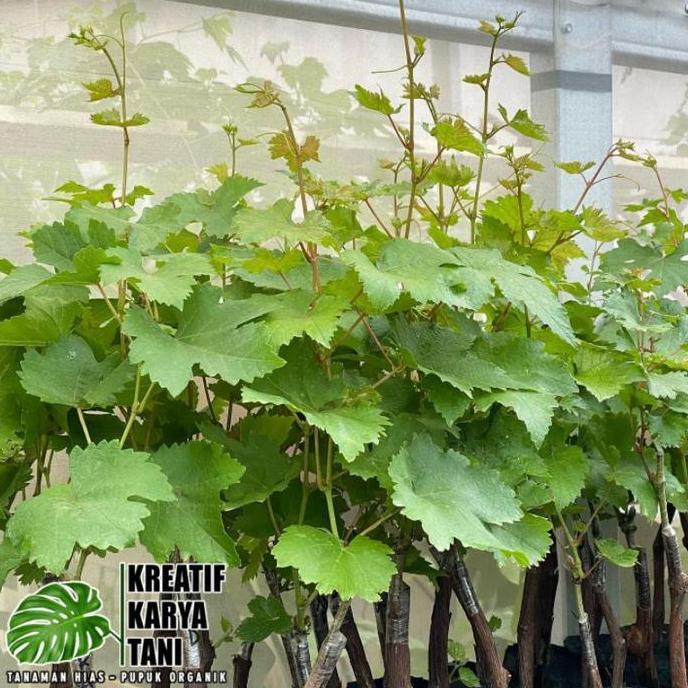 Bibit pohon anggur siap tanam - Pohon buah anggur
