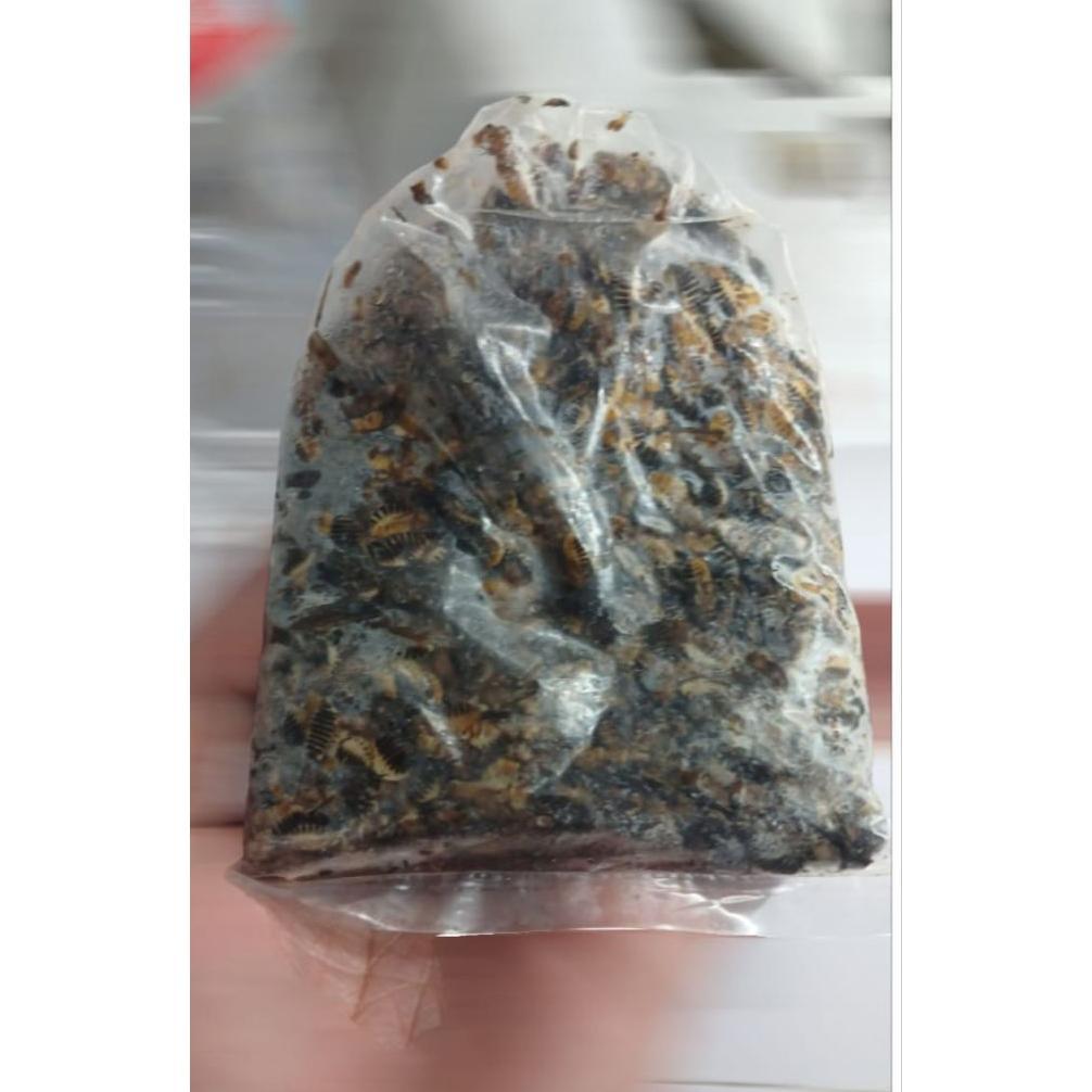 Xkxp- Umpan Pancing Umpan Alam Laron