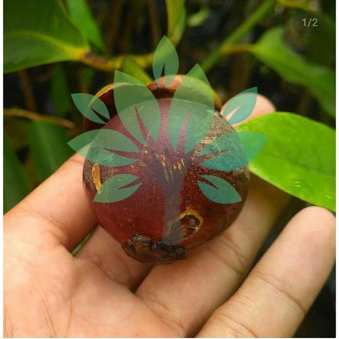 Bibit Tanaman Buah Manggis Sambung/Cangkok-Bibit Manggis EE20