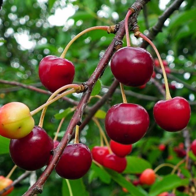 Bibit Pohon Buah Seri Kersen/Tanaman Ceri Kersen/