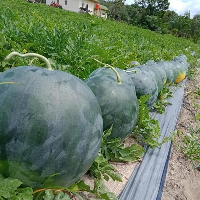 2 Bibit Buah Semangka Non Biji Merah F1 Hibrida