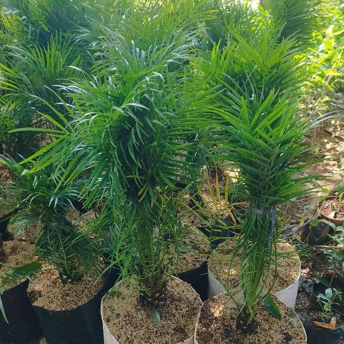 bibit tanaman palem phoenix | pohon palem phoenix