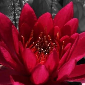 tanaman teratai air | tanaman air | tanaman teratai