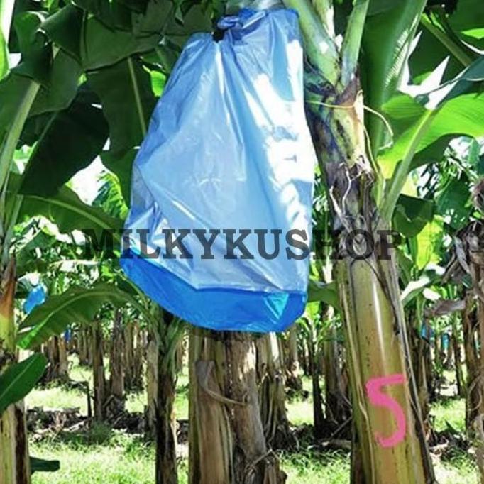 Thebest- FRUIT COVER BERAT 1 KG PLASTIK METERAN PEMBUNGKUS BUAH BESAR PISANG