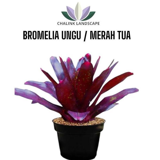 Tanaman Bromelia Merah Besar / Bromelia  Daun Ungu