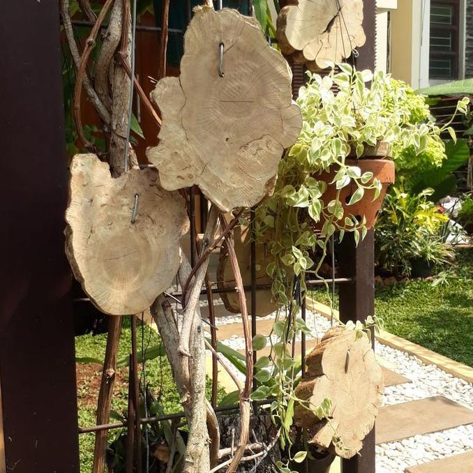 Media kayu kopi untuk anggrek