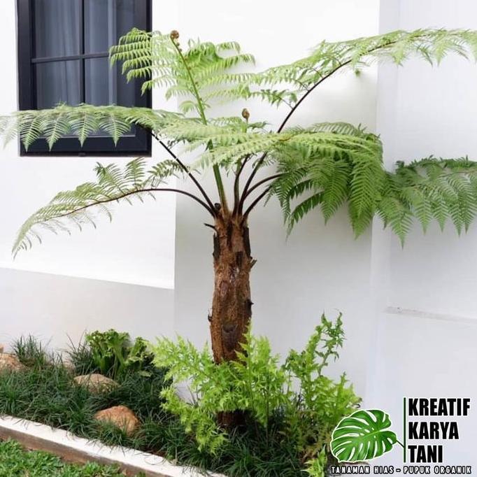 Ground- Tanaman Hias Pakis Monyet - Tanaman Peneduh Pakis Monyet